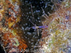 cleaner shrimp with a blue anenome below....
Olympus SP3... by Joel Sarver 